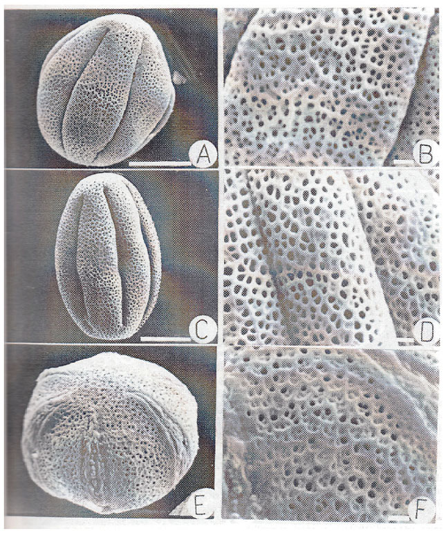 Image for - Pollen Morphology of Origanum L. (Labiatae) Taxons in Turkiye