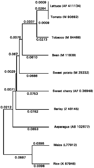 Image for - A Phenylalanine Ammonia-lyase Gene from Asparagus: cDNA Cloning, Sequence and Expression in Response to Wounding