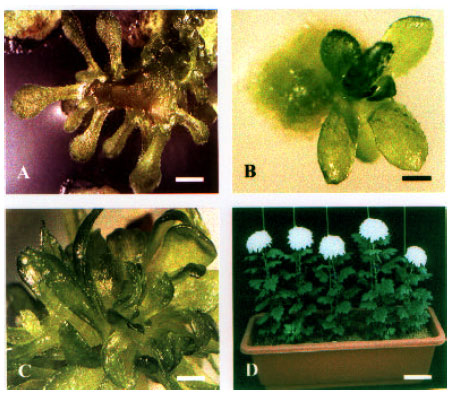 Image for - Chrysanthemum Organogenesis Through Thin Cell Layer Technology and Plant Growth Regulator Control