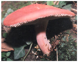 Image for - Mushrooms of Kashmir VII