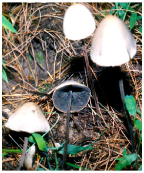 Image for - Mushrooms of Kashmir IV