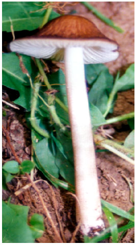 Image for - Mushrooms of Kashmir IV