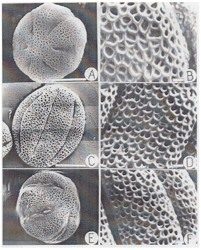 Image for - Pollen Morphology of Origanum L. (Labiatae) Taxons in Turkiye