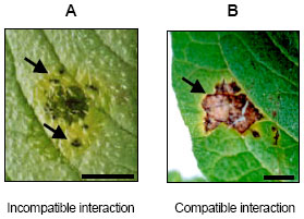 Image for - Localization of Calcium-Dependent Protein Kinase in Potato Microsomal Fraction andits Role in Phytophthora infestans Hyphal Cell Wall Component and Suppressor SignalTransduction
