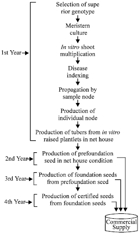 Image for - Virus Free Potato Tuber Seed Production Through Meristem Culture In Tropical Asia