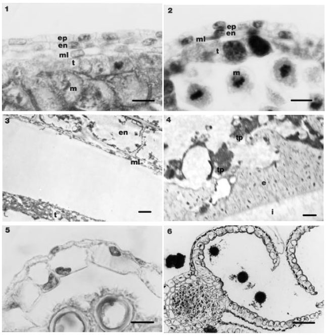 Image for - Histological Aspects of Anther Wall in Male Fertile and Cytoplasmic Male Sterile  Helianthus annuus L. (Sunflower)