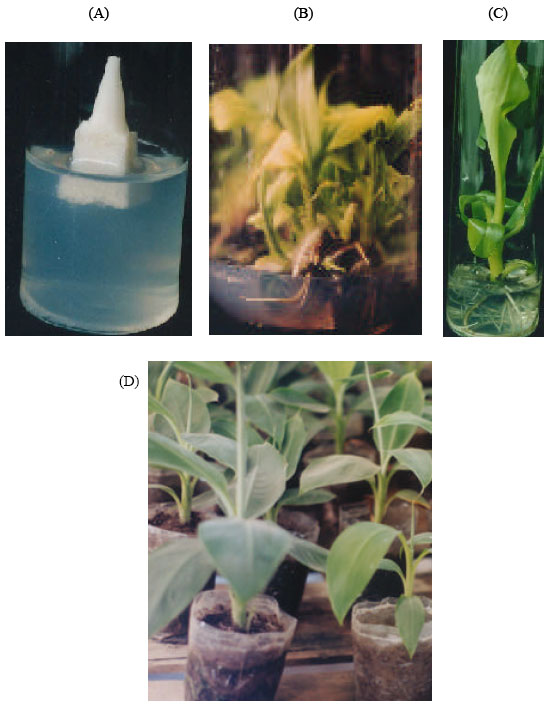 Image for - In vitro Rooting and Ex vitro Plantlet Establishment of BARI Banana 1 (Musa sp.) as Influenced by Different Concentration of IBA (Indole 3-butyric Acid)