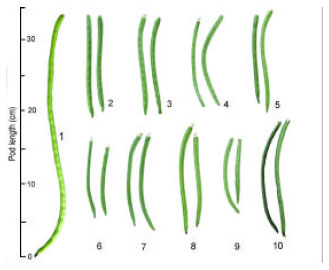 Image for - Fresh Pod Yield and Some Pod Characteristics of Cowpea (Vigna unguiculata  L. Walp.) Genotypes from Turkey