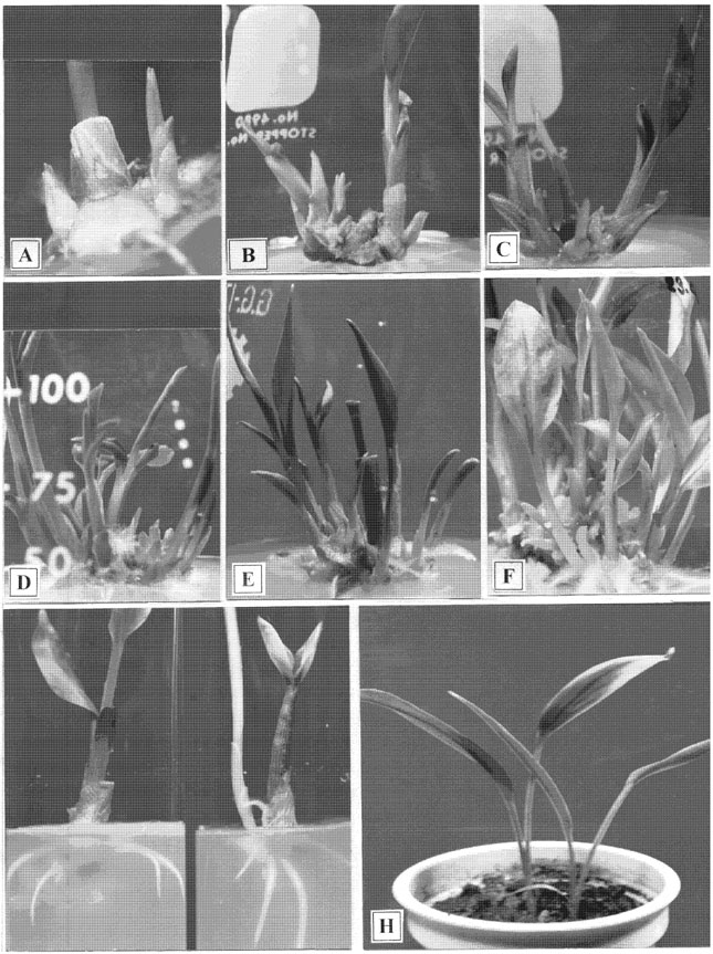 Image for - In vitro Regeneration of Plantlets of Curcuma longa Linn. A Valuable Spice Plant in Bangladesh