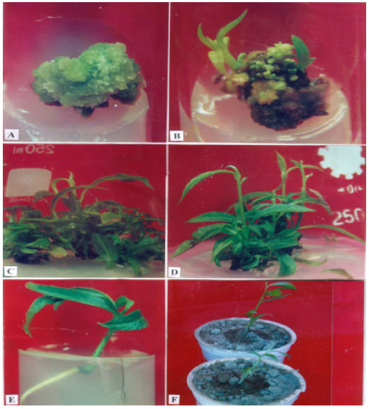 Image for - In vitro Rapid Regeneration from Cotyledon Explant of Native-olive (Elaeocarpus robustus Roxb.)