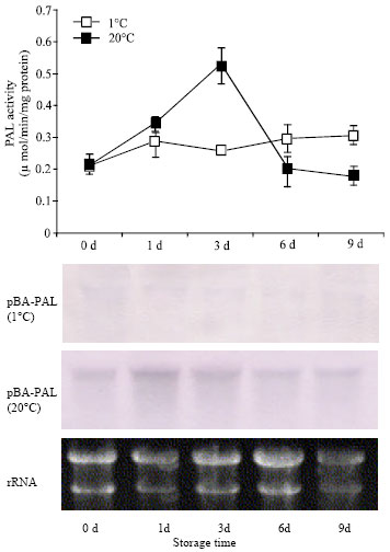 Image for - Phenylalanine Ammonia-Lyase in Moso Bamboo Shoot: Molecular Cloning and Gene Expression During Storage
