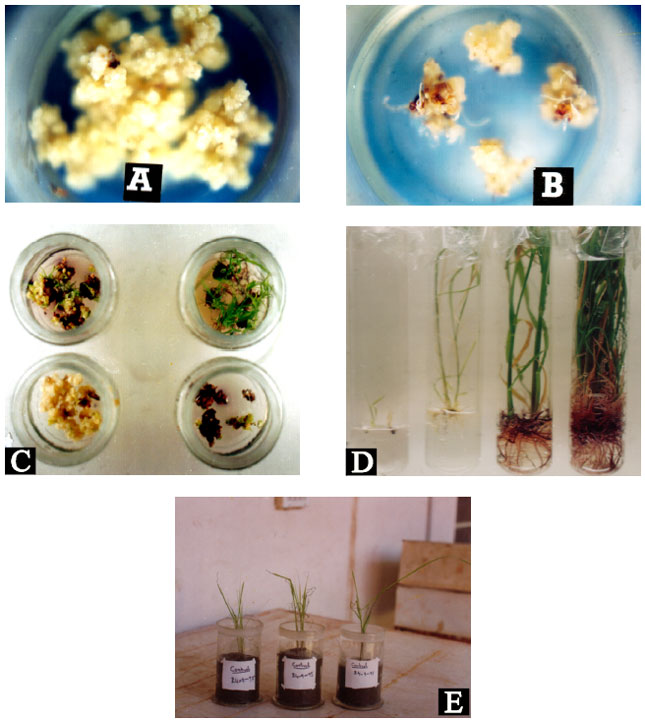 Image for - Somaclonal Variation in Sugarcane Through Tissue Culture and Subsequent Screening for Salt Tolerance