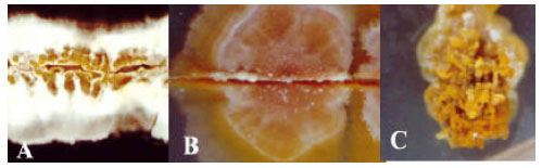 Image for - First Report of Antifungal Spectra of Activity of Iranian Actinomycetes Strains Against Alternaria solani, Alternaria alternate, Fusarium solani, Phytophthora megasperma, Verticillium dahliae and Saccharomyces cerevisiae