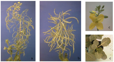 Image for - Identification of Individual Brassica oleracea Plants with Low Erucic  Acid Content