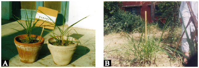 Image for - Somaclonal Variation in Sugarcane Through Tissue Culture and Subsequent Screening for Salt Tolerance