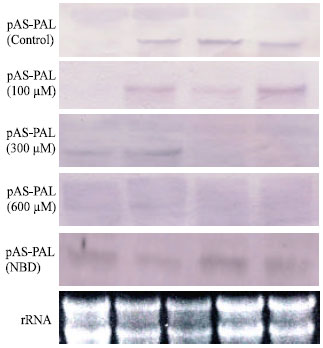 Image for - Phenylalanine Ammonia Lyase Inhibitors-2,5-Norbornadiene and α-Aminooxi-β-phenylpropionic Acid Reduce Toughening and Lignification of Stored Asparagus Spears