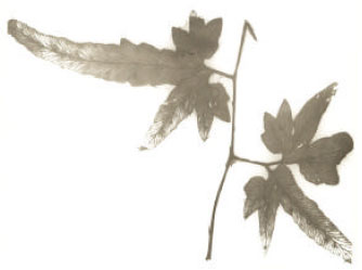 Image for - Morpho-palynological Studies on the Climbing Fern Lygodium japonicum