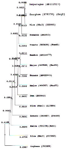 Image for - A cDNA Sequence Encoding Actin Gene in Moso Bamboo Shoot and its Phylogenetic Analysis