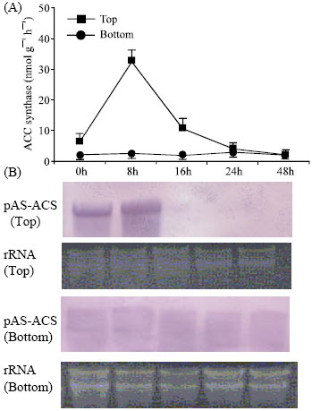 Image for - Cloning and Sequencing of an ACC Synthase cDNA from Asparagus Spears and its Expression During Storage