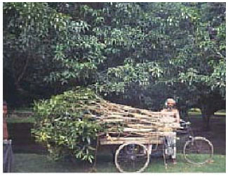 Image for - Effect of Time of Operation and Age of Rootstock on the Success of Inserted Contact Grafting in Mango