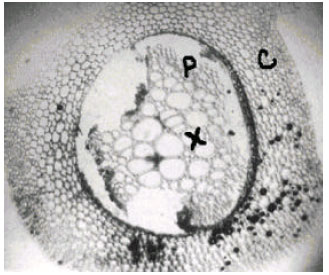 Image for - Morpho-palynological Studies on the Climbing Fern Lygodium japonicum