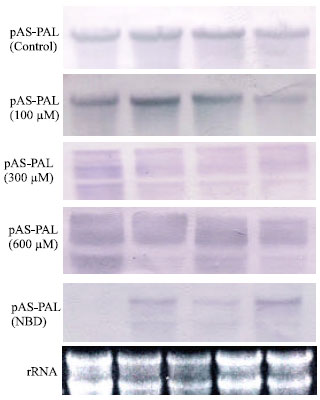 Image for - Phenylalanine Ammonia Lyase Inhibitors-2,5-Norbornadiene and α-Aminooxi-β-phenylpropionic Acid Reduce Toughening and Lignification of Stored Asparagus Spears