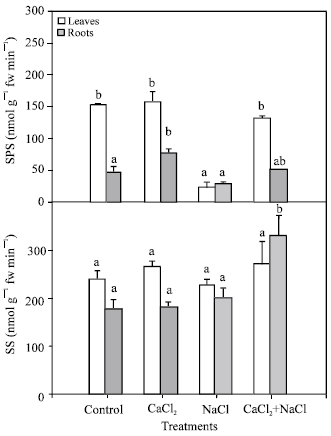 Image for - Involvement of Sugars in the Response of Pepper Plants to Salinity: Effect of Calcium Application