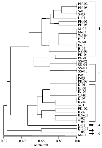 Image for - Genetic Diversity of Echinohloa Crus-galli Var. Crus-galli (L.) Beauv (Barnyardgrass: Poaceae) Ecotypes in Malaysia and Indonesia as Revealed by RAPD Markers