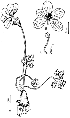 Image for - Some Contributions to the Morphological and Anatomical Description of Anemone coronaria L. (Ranunculaceae) Occuring in Sanliurfa, Turkey