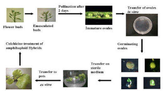 Image for - Development of Resynthesized Rapeseed (Brassica napus L.) Forms with Low Erucic Acid Content Through in ovulum Culture