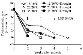 Image for - Injury to Photosynthesis and Productivity from Interaction Between High Temperature and Drought During Maturation of Wheat