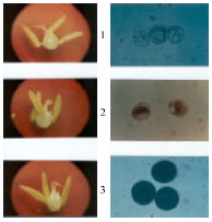 Image for - Behavior of Bread Wheat (Triticum aestivum L.) Male Sterilized with Cytoplasmic-genetic and Chemical Systems and Their Impact in Hybrid Seed Production