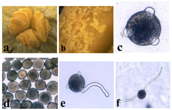 Image for - Collection, Germination and Storage of Watermelon (Citrullus lanatus Thunb.) Pollen for Pollination under Temperate Conditions
