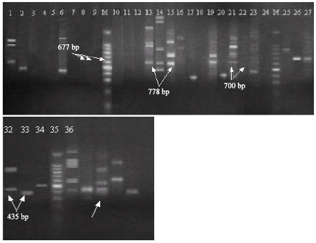 Image for - Genetic Relationship among Salvia Species and Antimicrobial Activity of their Crude Extract Against Pathogenic Bacteria