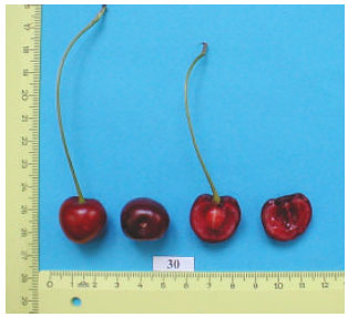 Image for - Indigenous Sour Cherry (Prunus cerasus L.) Germplasm of Lake Van Basin