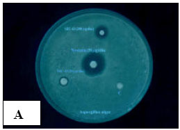 Image for - Biological Screening of Some Sewage Microbes in Bangladesh