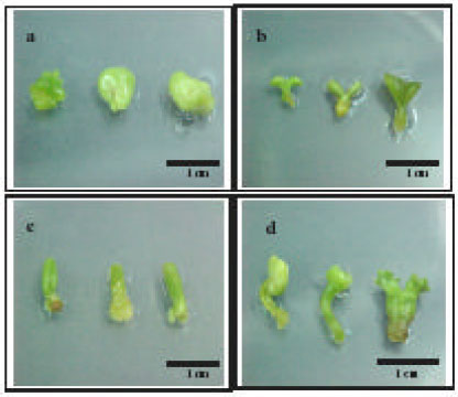 Image for - Micropropagation of Eurycoma longifolia Jack via Formation of SomaticEmbryogenesis