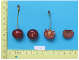 Image for - Indigenous Sour Cherry (Prunus cerasus L.) Germplasm of Lake Van Basin
