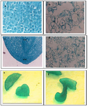 Image for - Micropropagation of Eurycoma longifolia Jack via Formation of SomaticEmbryogenesis