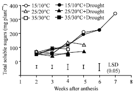 Image for - Injury to Photosynthesis and Productivity from Interaction Between High Temperature and Drought During Maturation of Wheat