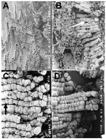 Image for - Functional Anatomy of Air Conducting Network on the Pneumatophores of aMangrove Plant, Avicennia marina (Forsk.) Vierh.