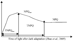 Image for - Genotypic Differences in Photosynthesis and Dynamic Characteristics of NPQ in Maize
