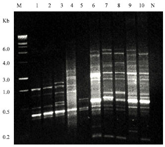 Image for - Random Amplified Polymorphic DNA (RAPD) study of Pistacia species (Anacardiaceae)