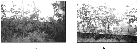 Image for - Effect of Pruning Height on Shoot Biomass Yield of Leucaena leucocephala