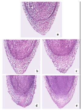 Image for - Chilling Tolerance in Pisum sativum L. Seeds: An Ecological Adaptation