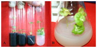 Image for - In vitro Propagation for Mass Multiplication of Podophyllum hexandrum: A High Value Medicinal Herb