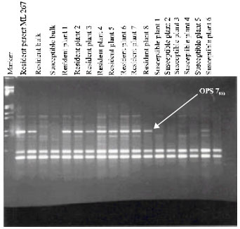 Image for - Tagging of RAPD Marker for MYMV Resistance in Mungbean (Vigna radiata (L.) Wilczek)