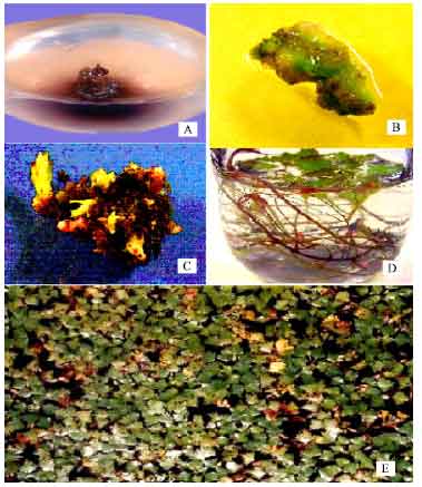 Image for - Micropropagation of Water Chestnut (Trapa sp.) Through Local Varieties of Rajshahi Division