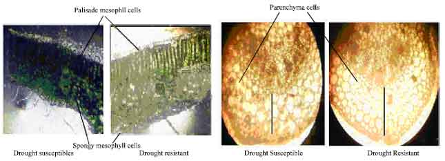 Image for - Anatomical Breeding for Altered Leaf Parameters in Tomato Genotypes Imparting Drought Resistance Using Leaf Strength Index