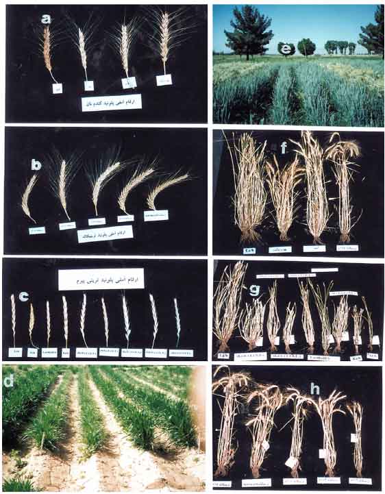 Image for - Agronomical and Adaptation Characters of Tritipyrum Lines in Comparison with Triticale and Iranian Wheat